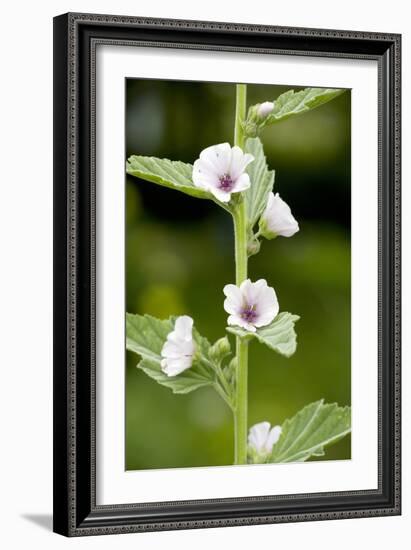 Marshmallow (Althaea Officinalis)-Bob Gibbons-Framed Photographic Print