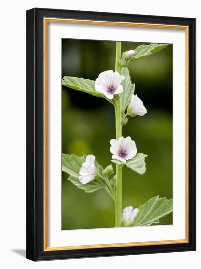 Marshmallow (Althaea Officinalis)-Bob Gibbons-Framed Photographic Print