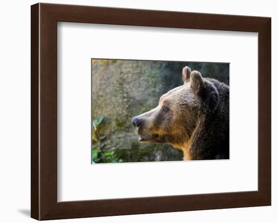 Marsican Brown Bear Profile-null-Framed Art Print