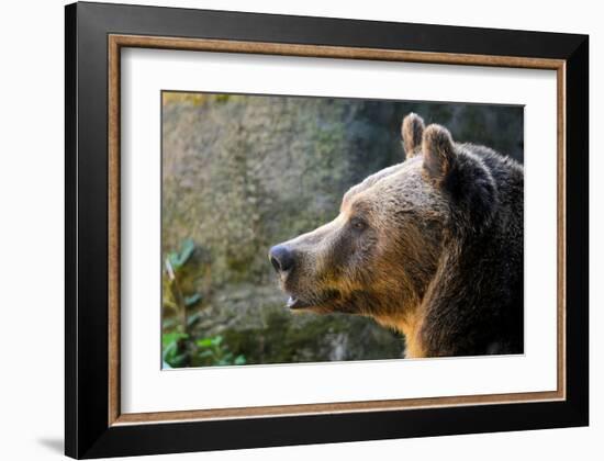 Marsican Brown Bear Profile-null-Framed Art Print