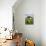 Marsk Lambs at a Farm in Dalen, Jutland, Denmark, Scandinavia, Europe-Yadid Levy-Photographic Print displayed on a wall