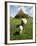 Marsk Lambs at a Farm in Dalen, Jutland, Denmark, Scandinavia, Europe-Yadid Levy-Framed Photographic Print