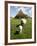 Marsk Lambs at a Farm in Dalen, Jutland, Denmark, Scandinavia, Europe-Yadid Levy-Framed Photographic Print