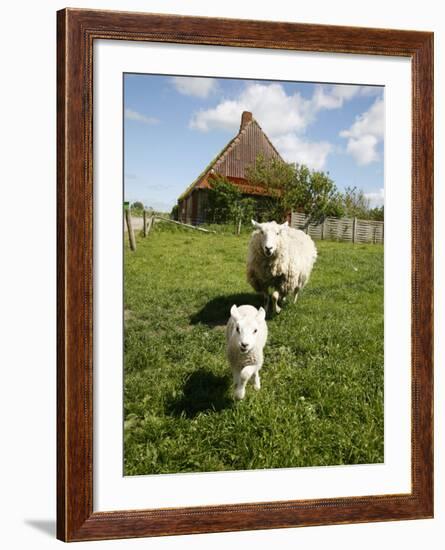 Marsk Lambs at a Farm in Dalen, Jutland, Denmark, Scandinavia, Europe-Yadid Levy-Framed Photographic Print
