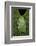 Marsupial Frog, Andean, Ecuador-Pete Oxford-Framed Photographic Print