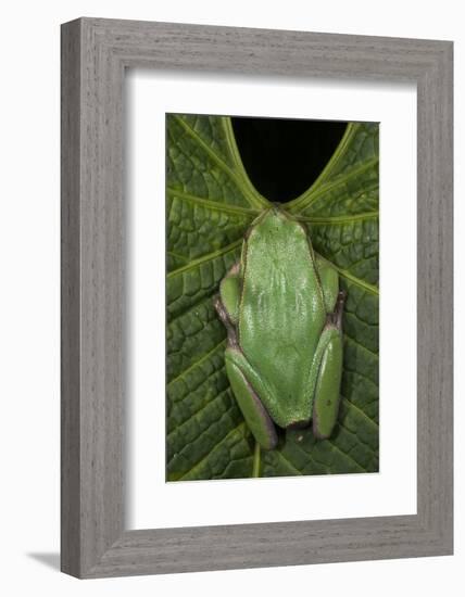 Marsupial Frog, Andean, Ecuador-Pete Oxford-Framed Photographic Print