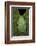 Marsupial Frog, Andean, Ecuador-Pete Oxford-Framed Photographic Print