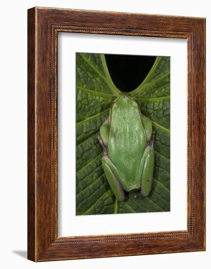 Marsupial Frog, Andean, Ecuador-Pete Oxford-Framed Photographic Print