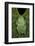 Marsupial Frog, Andean, Ecuador-Pete Oxford-Framed Photographic Print