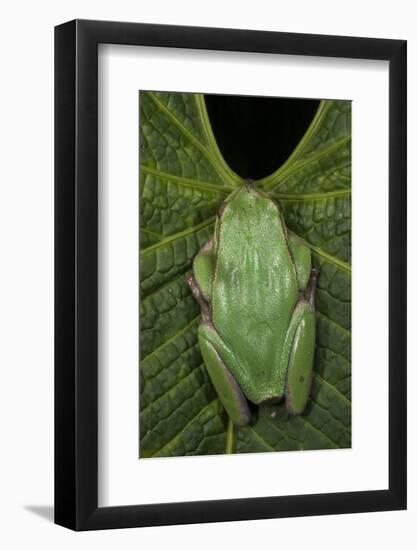 Marsupial Frog, Andean, Ecuador-Pete Oxford-Framed Photographic Print