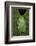 Marsupial Frog, Andean, Ecuador-Pete Oxford-Framed Photographic Print