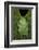 Marsupial Frog, Andean, Ecuador-Pete Oxford-Framed Photographic Print