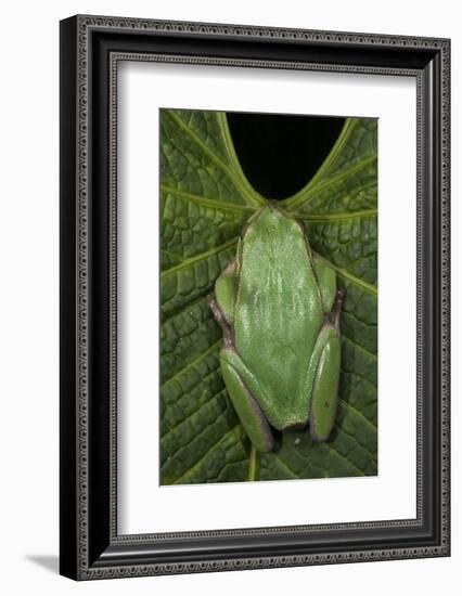 Marsupial Frog, Andean, Ecuador-Pete Oxford-Framed Photographic Print