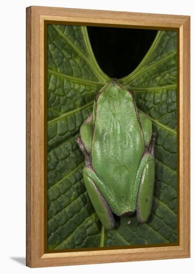Marsupial Frog, Andean, Ecuador-Pete Oxford-Framed Premier Image Canvas