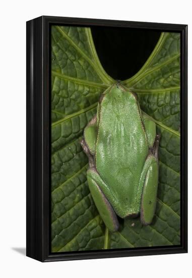 Marsupial Frog, Andean, Ecuador-Pete Oxford-Framed Premier Image Canvas