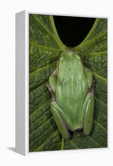 Marsupial Frog, Andean, Ecuador-Pete Oxford-Framed Premier Image Canvas