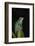 Marsupial Frog. South America-Pete Oxford-Framed Photographic Print