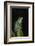 Marsupial Frog. South America-Pete Oxford-Framed Photographic Print