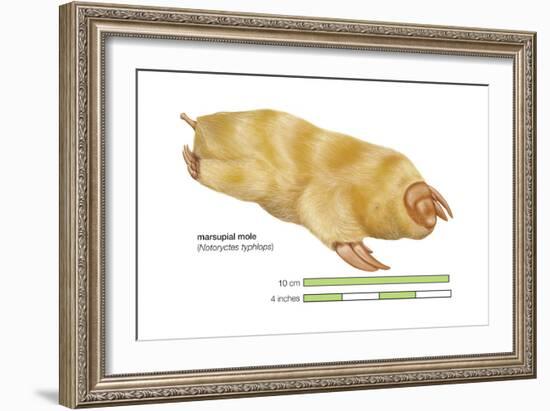 Marsupial Mole (Notoryctes Typhlops), Mammals-Encyclopaedia Britannica-Framed Art Print