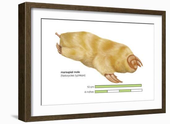 Marsupial Mole (Notoryctes Typhlops), Mammals-Encyclopaedia Britannica-Framed Art Print