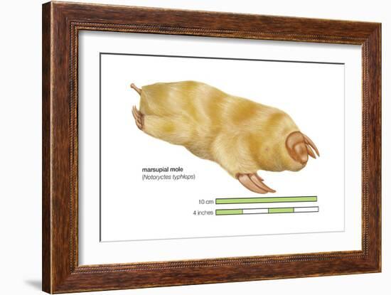 Marsupial Mole (Notoryctes Typhlops), Mammals-Encyclopaedia Britannica-Framed Art Print