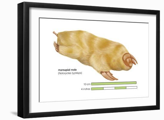 Marsupial Mole (Notoryctes Typhlops), Mammals-Encyclopaedia Britannica-Framed Art Print