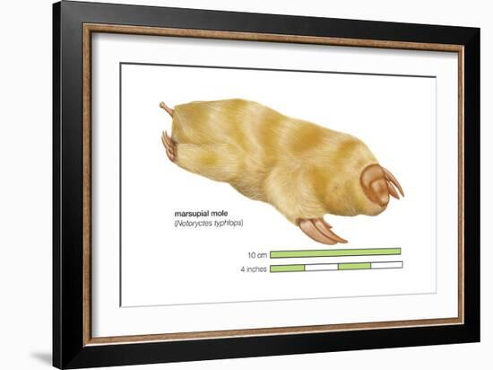 Marsupial Mole (Notoryctes Typhlops), Mammals-Encyclopaedia Britannica-Framed Art Print