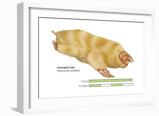 Marsupial Mole (Notoryctes Typhlops), Mammals-Encyclopaedia Britannica-Framed Art Print