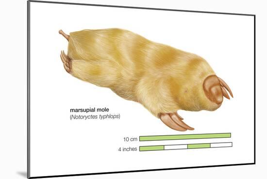 Marsupial Mole (Notoryctes Typhlops), Mammals-Encyclopaedia Britannica-Mounted Art Print