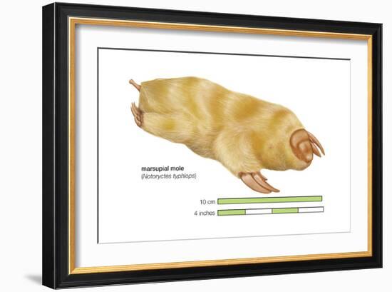 Marsupial Mole (Notoryctes Typhlops), Mammals-Encyclopaedia Britannica-Framed Art Print