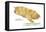 Marsupial Mole (Notoryctes Typhlops), Mammals-Encyclopaedia Britannica-Framed Stretched Canvas