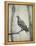 Martha, Last Known Passenger Pigeon-Science Source-Framed Premier Image Canvas