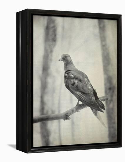 Martha, Last Known Passenger Pigeon-Science Source-Framed Premier Image Canvas