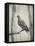 Martha, Last Known Passenger Pigeon-Science Source-Framed Premier Image Canvas