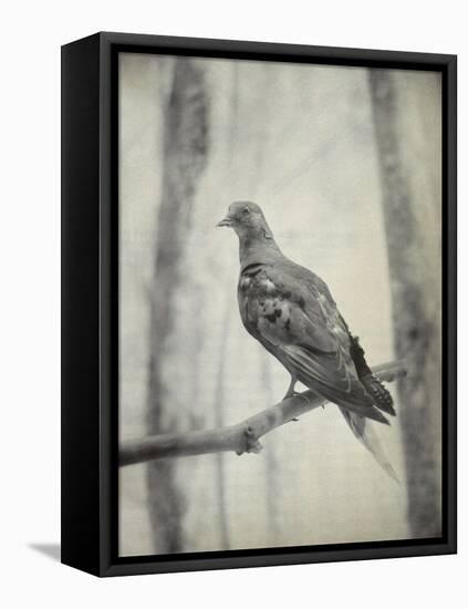 Martha, Last Known Passenger Pigeon-Science Source-Framed Premier Image Canvas