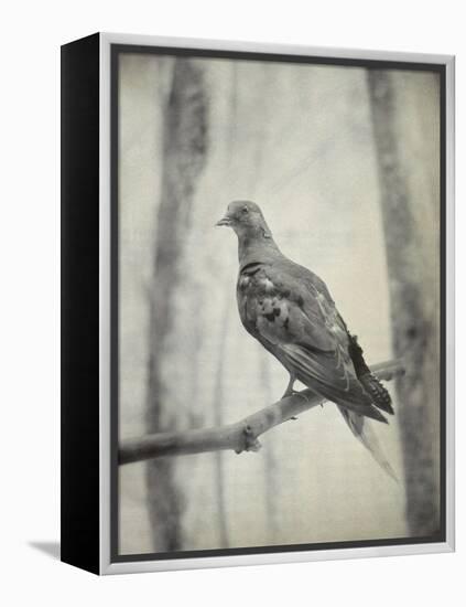 Martha, Last Known Passenger Pigeon-Science Source-Framed Premier Image Canvas