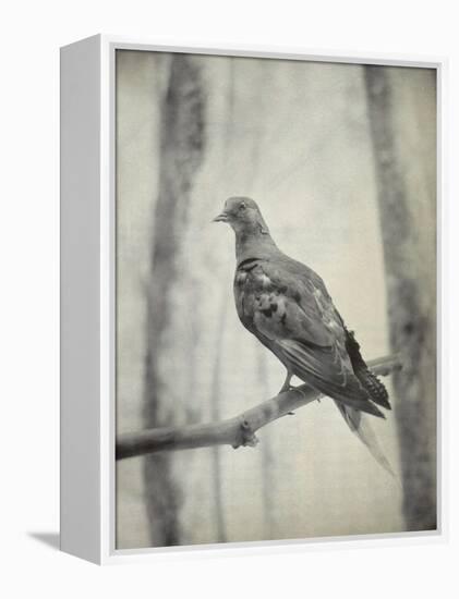 Martha, Last Known Passenger Pigeon-Science Source-Framed Premier Image Canvas