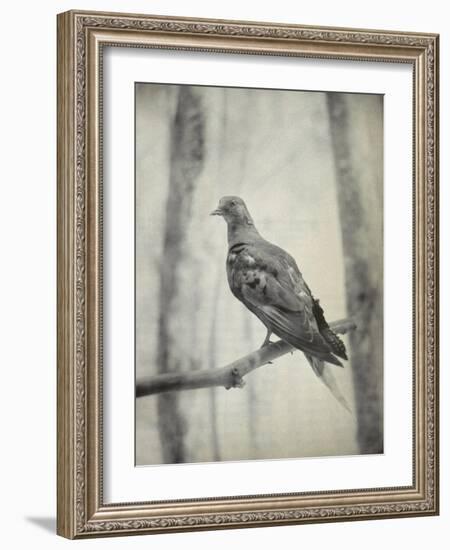 Martha, Last Known Passenger Pigeon-Science Source-Framed Giclee Print