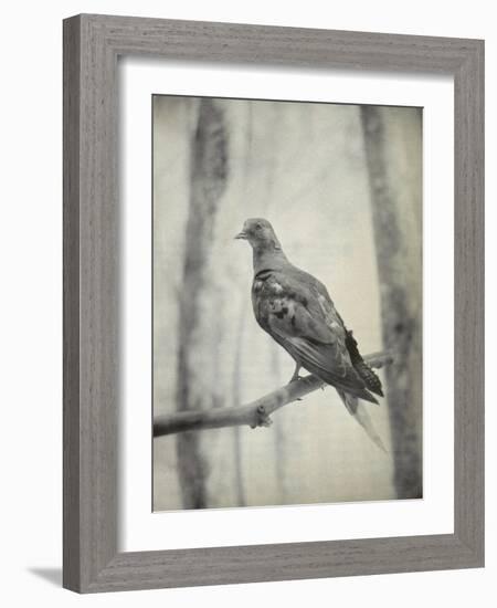 Martha, Last Known Passenger Pigeon-Science Source-Framed Giclee Print