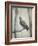 Martha, Last Known Passenger Pigeon-Science Source-Framed Giclee Print