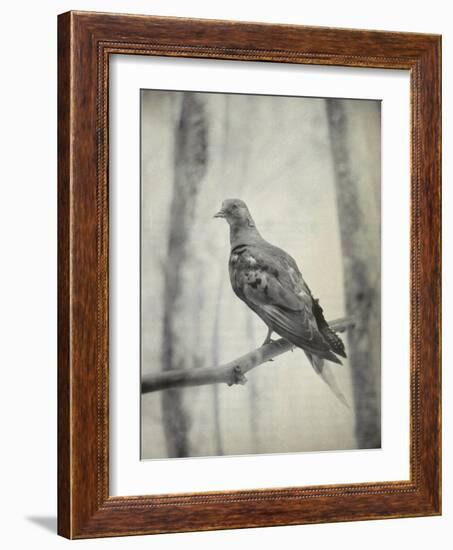 Martha, Last Known Passenger Pigeon-Science Source-Framed Giclee Print