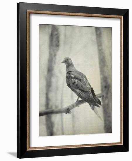 Martha, Last Known Passenger Pigeon-Science Source-Framed Giclee Print