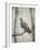 Martha, Last Known Passenger Pigeon-Science Source-Framed Giclee Print