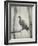 Martha, Last Known Passenger Pigeon-Science Source-Framed Giclee Print