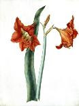 Amaryllis, C.1790-Martha Tuthill-Giclee Print