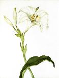 Lily, C.1790-Martha Tuthill-Giclee Print