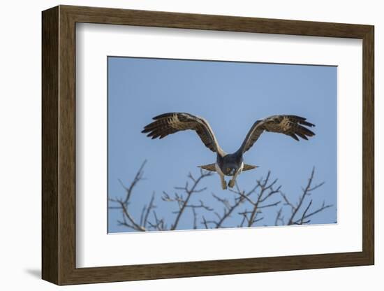 Martial Eagle (Polemaetus Bellicosus) Flying, Kruger National Park, South Africa-Neil Aldridge-Framed Photographic Print