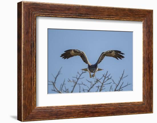 Martial Eagle (Polemaetus Bellicosus) Flying, Kruger National Park, South Africa-Neil Aldridge-Framed Photographic Print