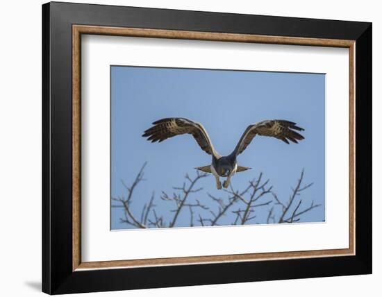 Martial Eagle (Polemaetus Bellicosus) Flying, Kruger National Park, South Africa-Neil Aldridge-Framed Photographic Print