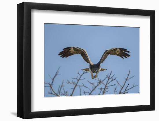 Martial Eagle (Polemaetus Bellicosus) Flying, Kruger National Park, South Africa-Neil Aldridge-Framed Photographic Print